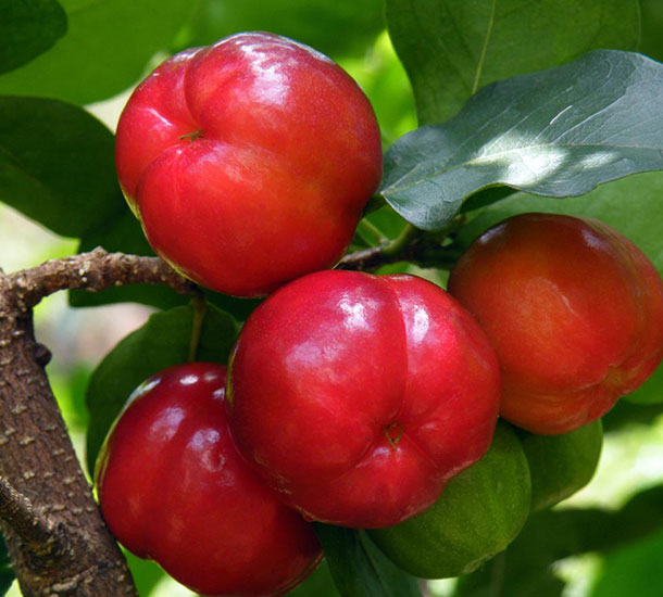 Acerola