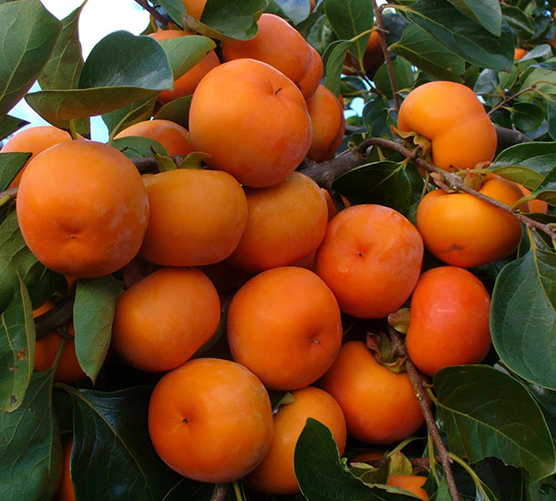 Caqui