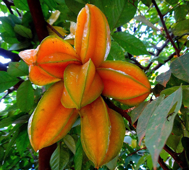 Carambola