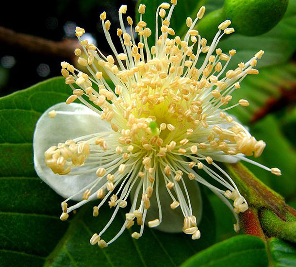 Goiaba Branca