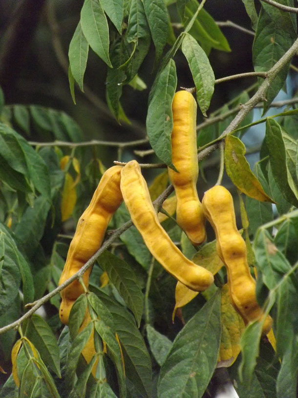 Ingá
