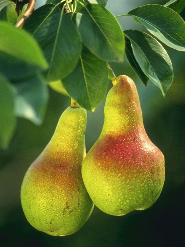 Pêra D'Água