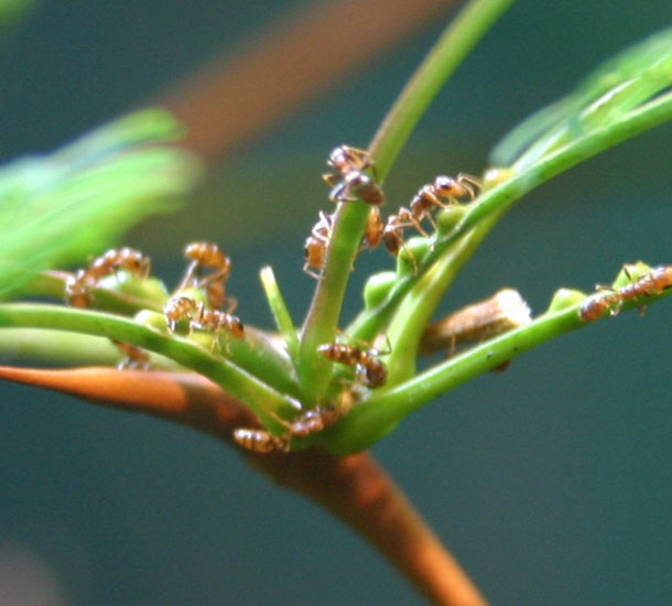 Acácia Ferruginea