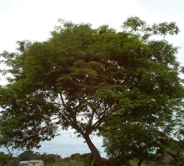 Angico Vermelho