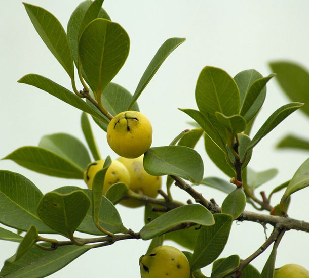 Araçá Amarelo