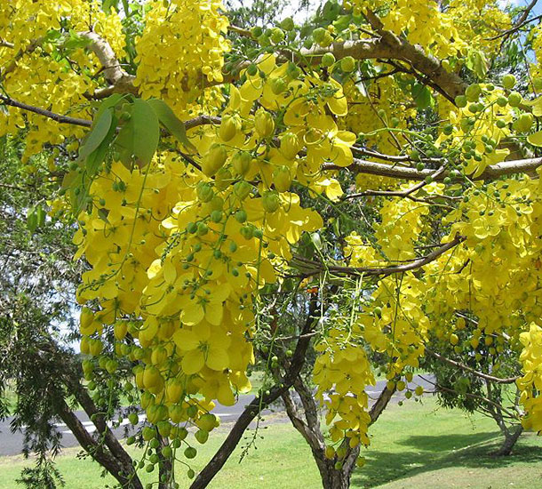 Canafístula