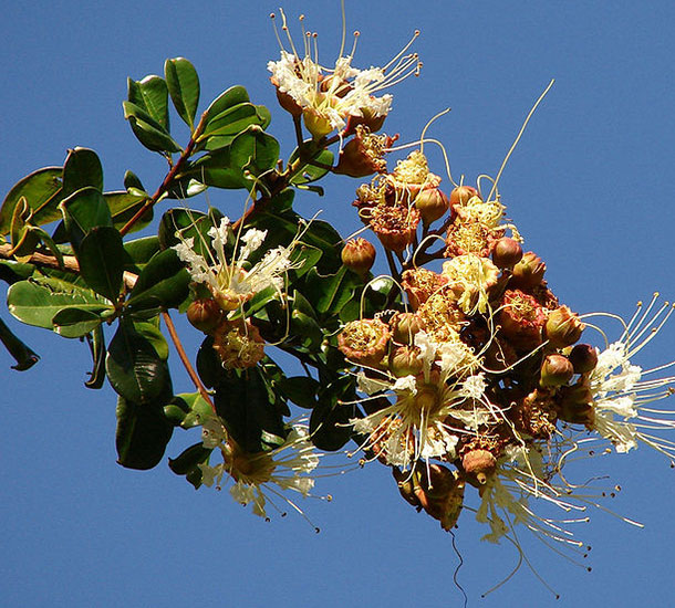 Dedaleiro