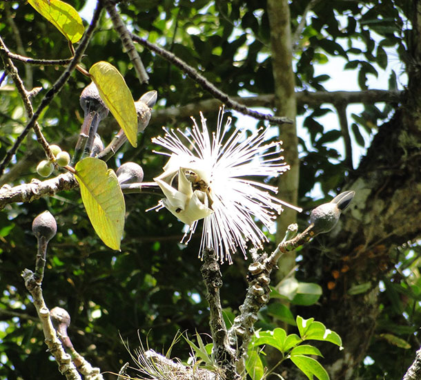 Embiruçu