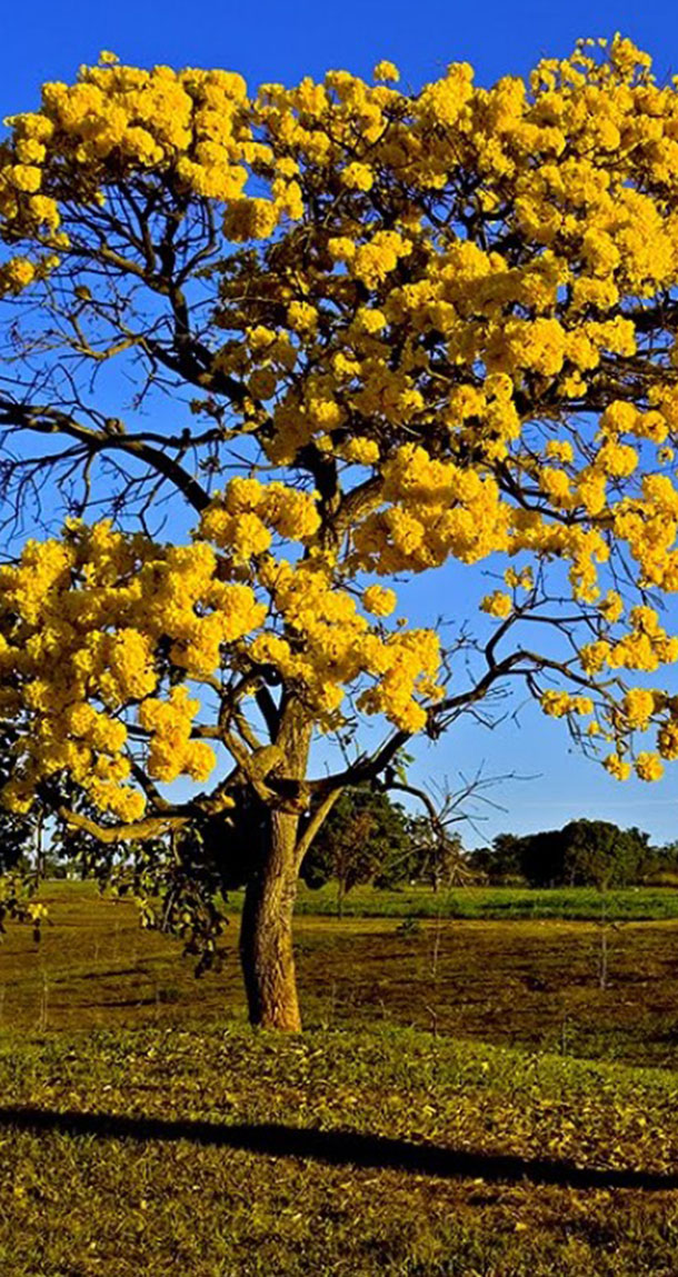 Ipê Amarelo do Brejo
