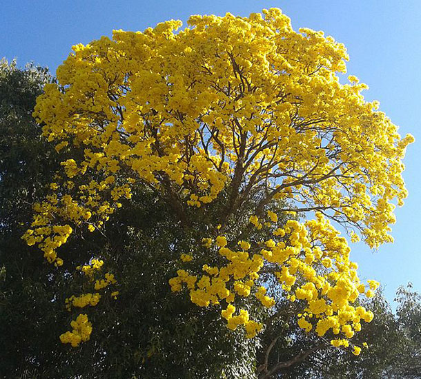 Ipê Amarelo do Campo
