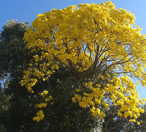 Ipê Amarelo
