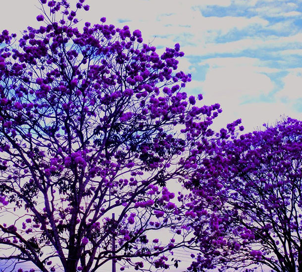 Ipê Roxo