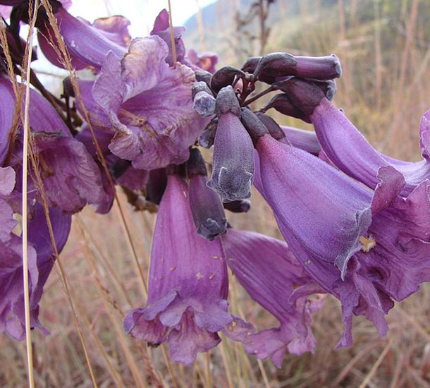 Jacarandá