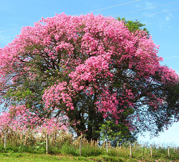 Paineira Rosa