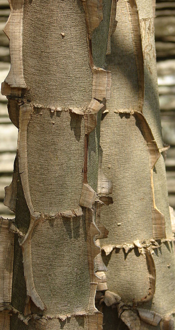 Pau Jacaré