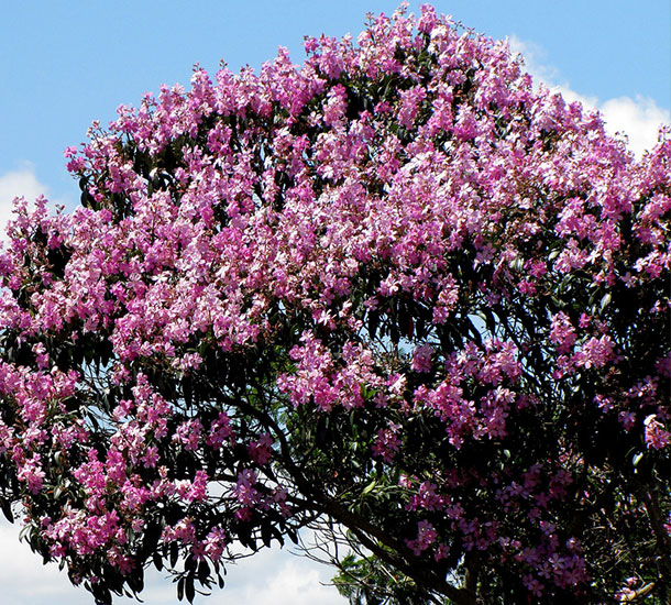 Quaresmeira Rosa