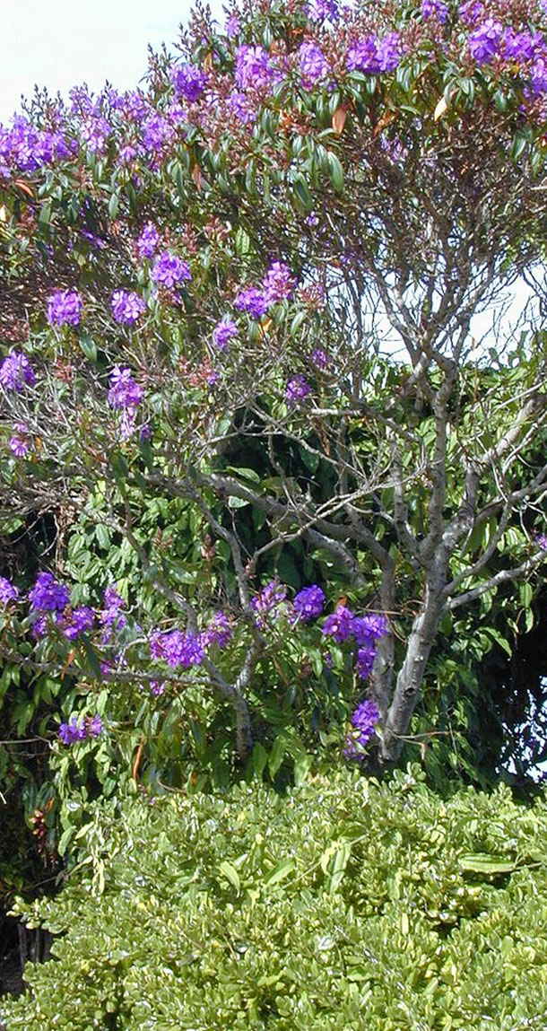 Quaresmeira Roxa