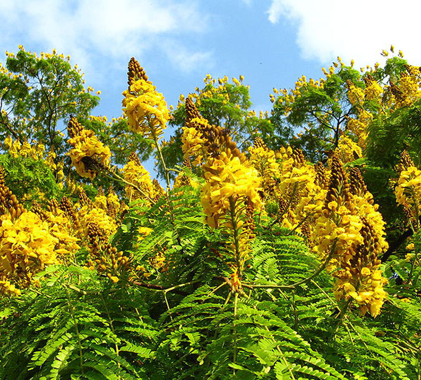 Sibipiruna