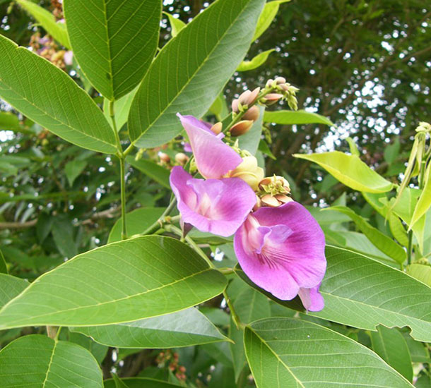 Sombreiro