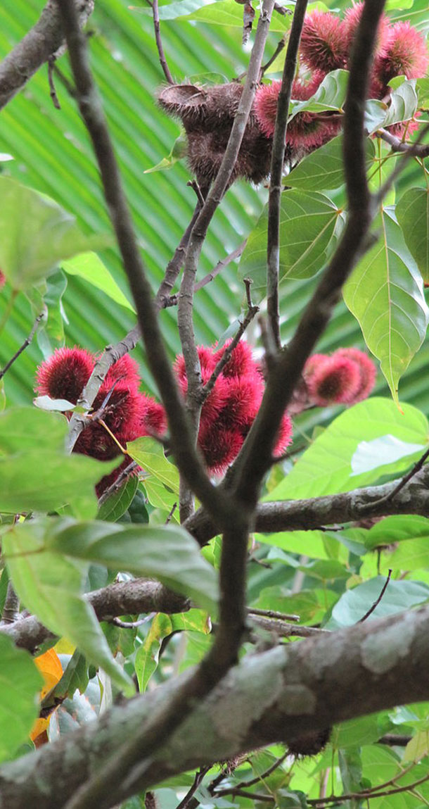 Tipuana