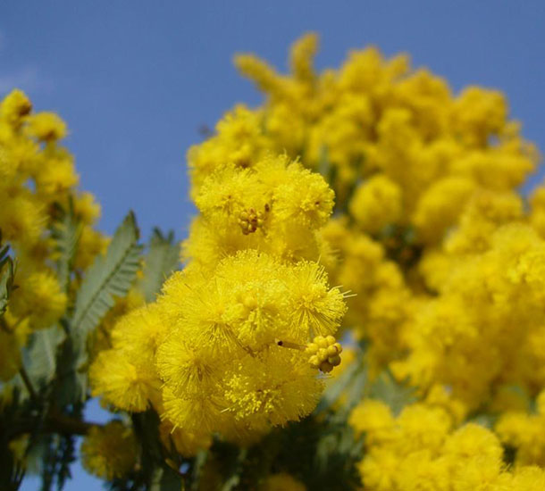 Acácia Mimosa