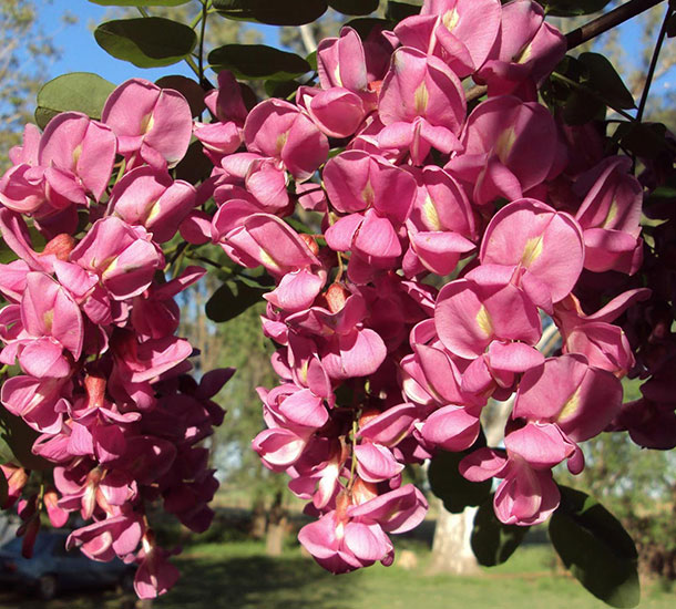 Acácia Rosa