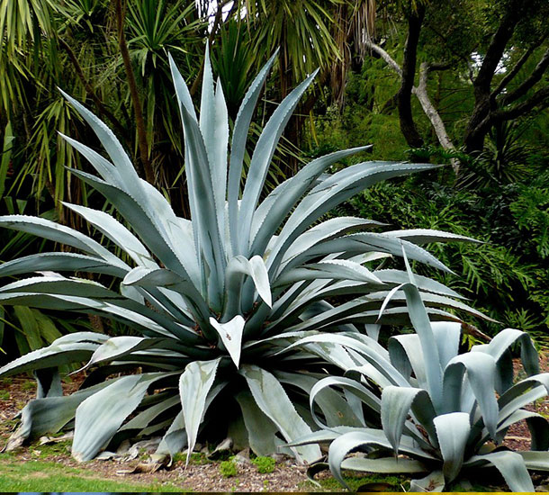 Agave Verde