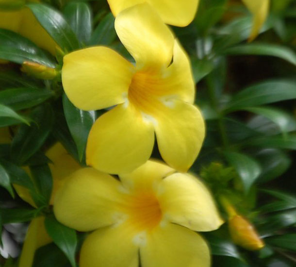 Alamanda