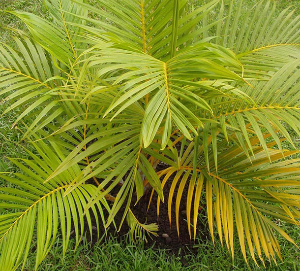 Areca Bambu