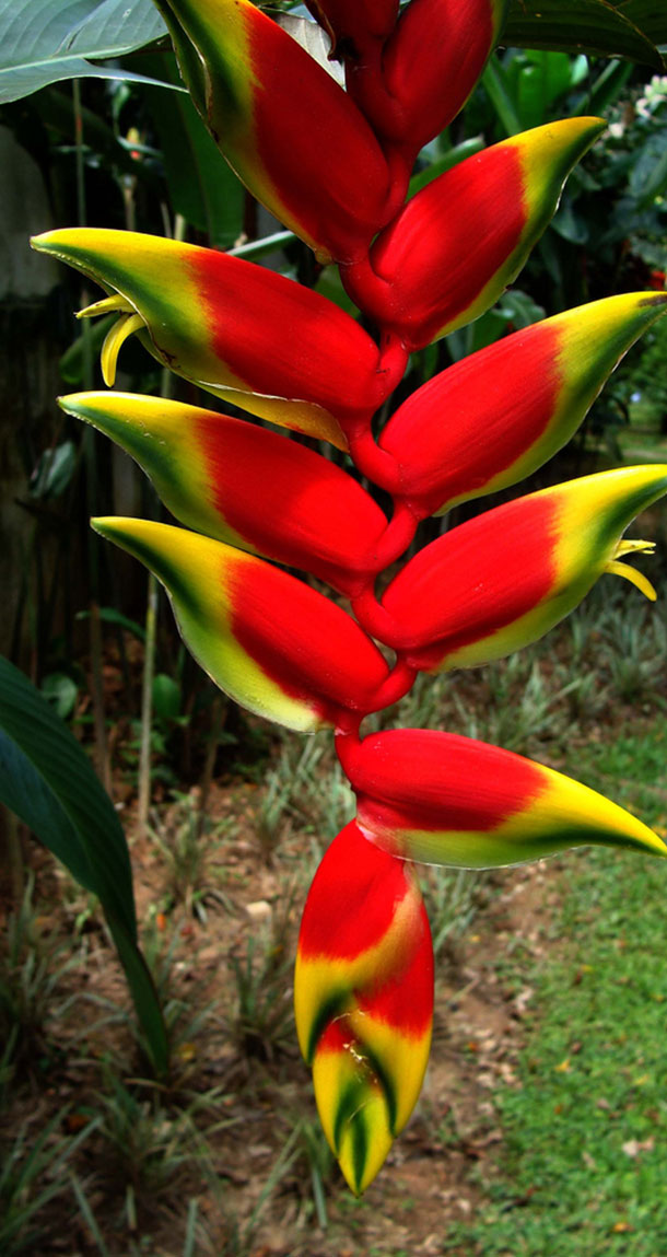 Banana de Jardim