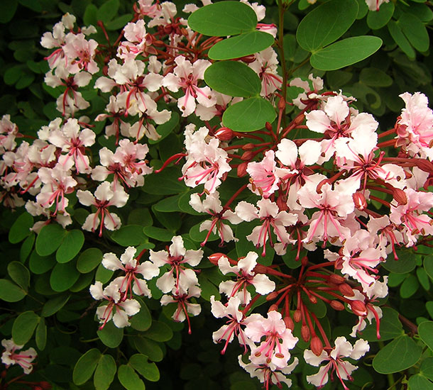Bauhinia Trepadeira