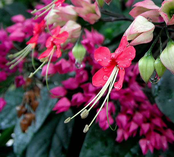 Clerodendrum