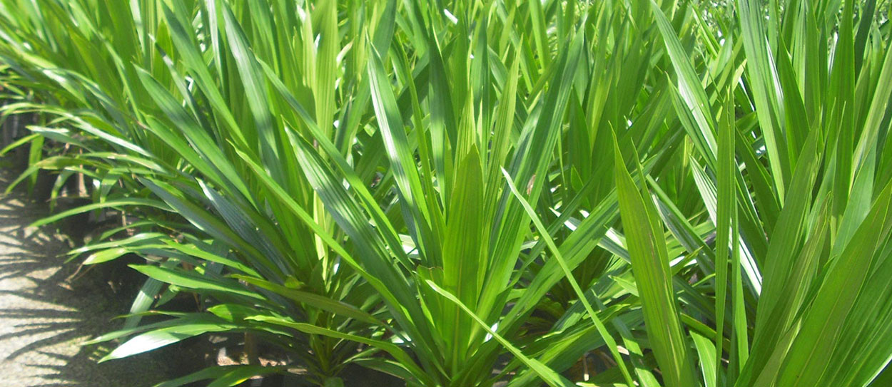 Dracena Arboréa