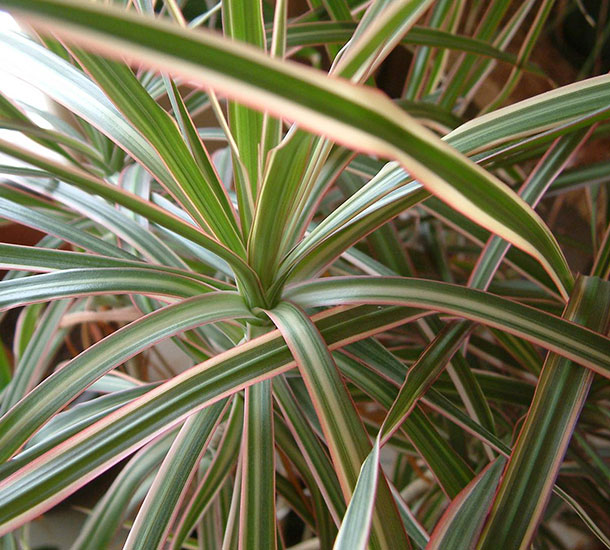 Dracena Tricolor