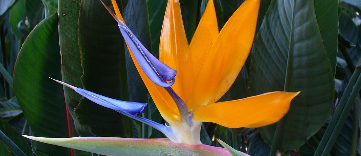 Estrelicia