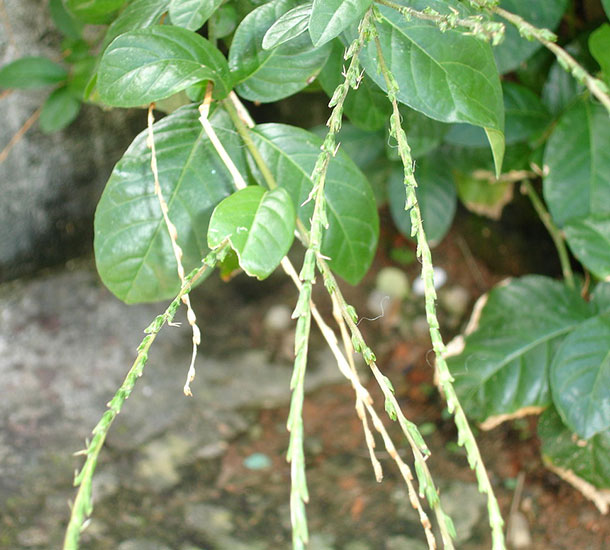 Guiné