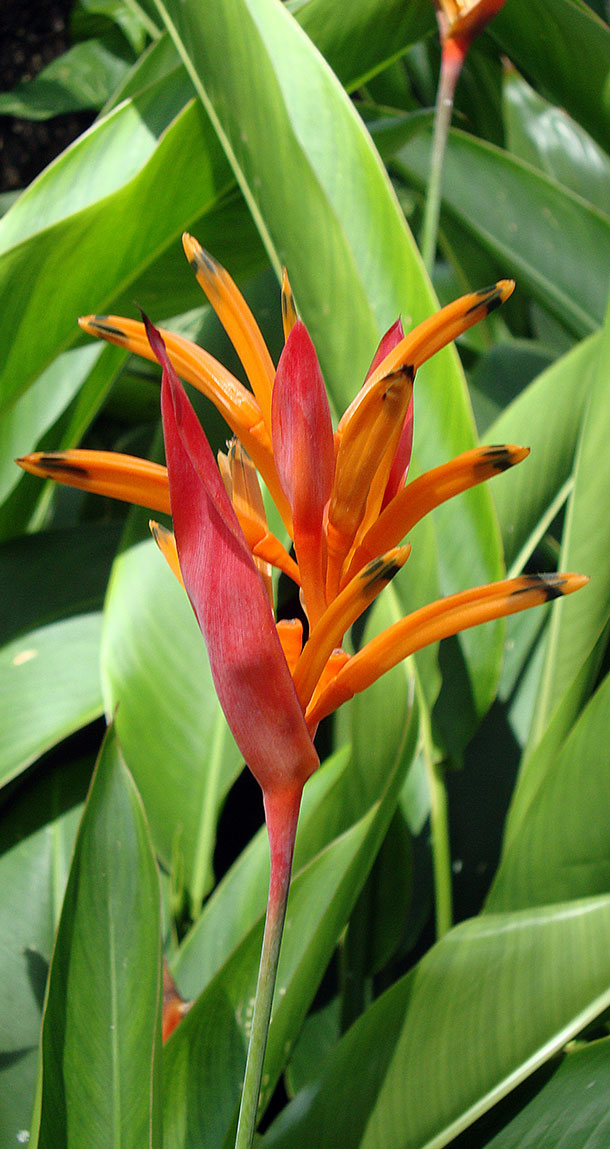 Heliconia