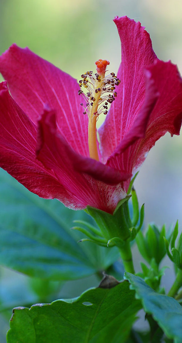 Hibisco Comum