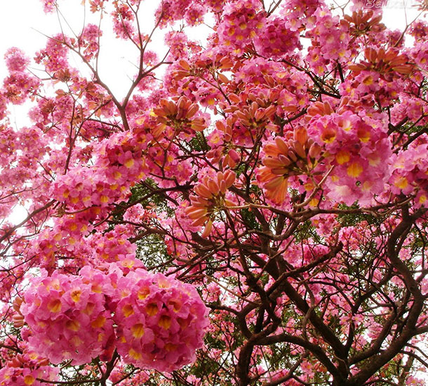 Ipê Rosa