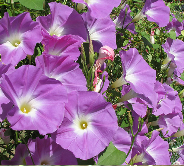 Ipomoea
