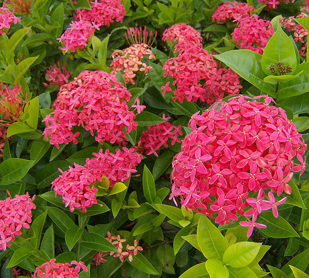 Ixora