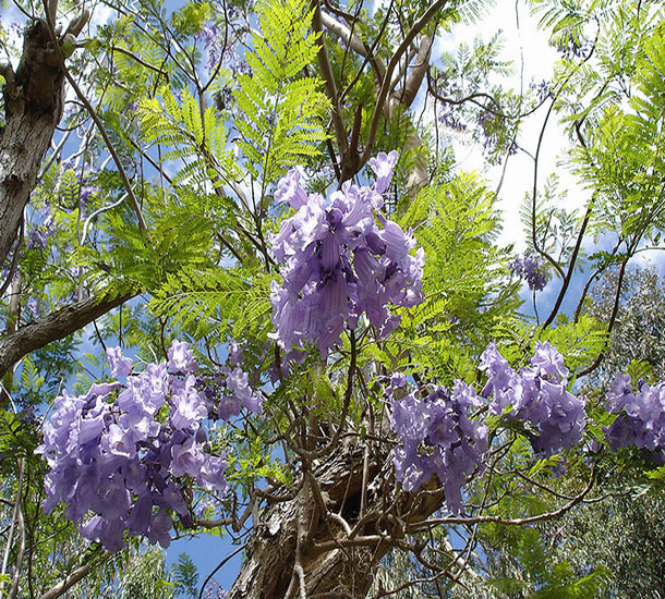 Jacarandá Mimoso