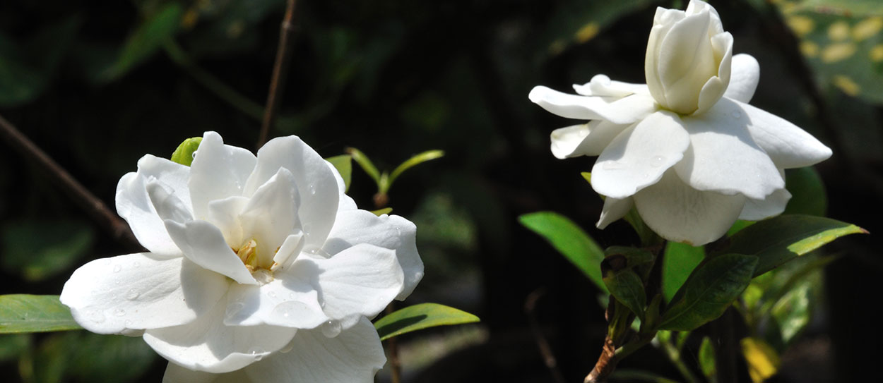 Jasmim Gardenia