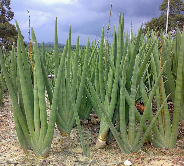 Lança de Ogum