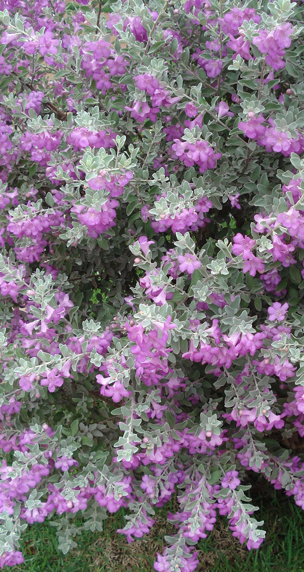 Leucofilo