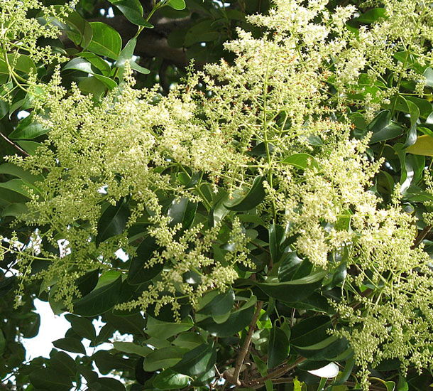 Ligustrum