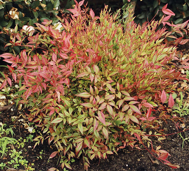 Nandina