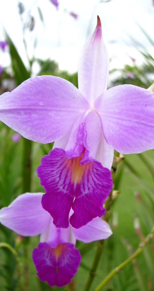 Orquídea Bambu