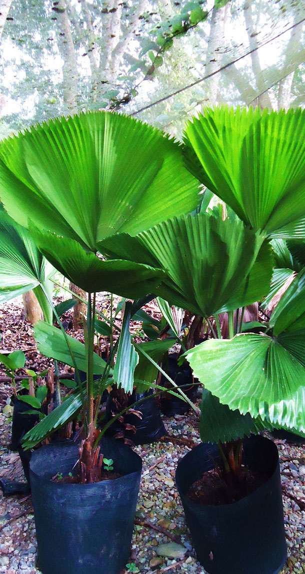 Palmeira Licuala