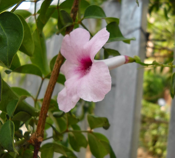 Pandora Trepadeira